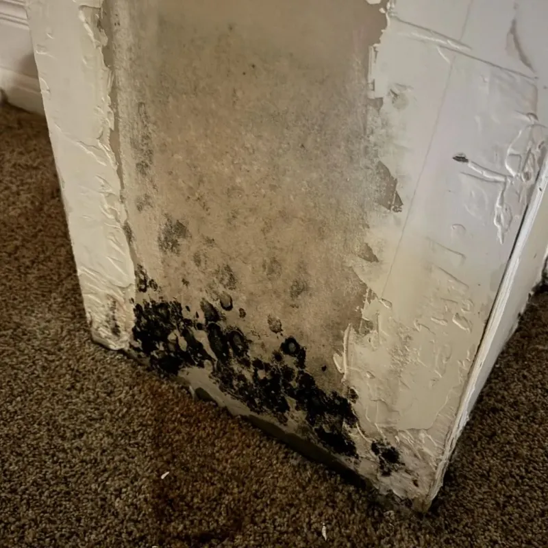 Professional Mold Removal in Hopewell, VA